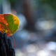 Illustration for article titled Shooting Challenge: Fall Leaves 2014